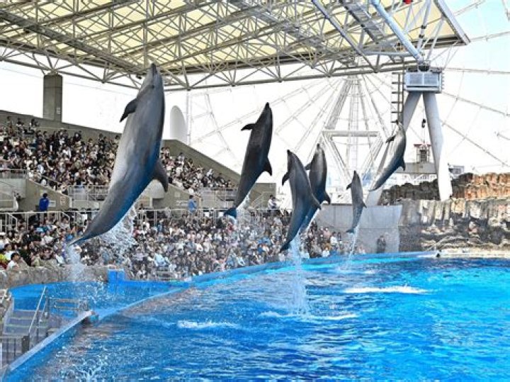 18 Fascinating Facts About Port Of Nagoya Public Aquarium