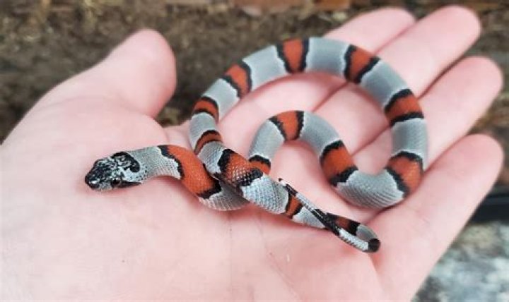 9 Extraordinary Facts About Gray-banded Kingsnake