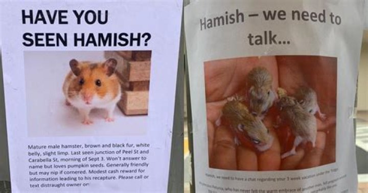 Hamish the Hamster Went on a Dramatic Journey According to These Missing Pet Posters