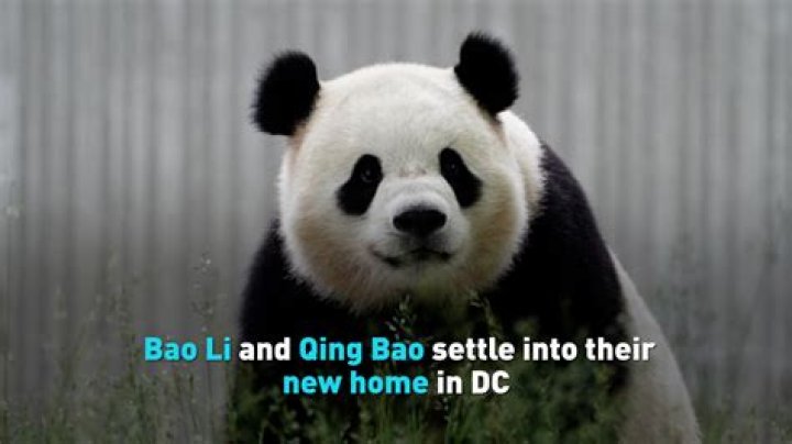 How Did Bao and Johnny Meet? Bao Says It Was "Meant to Be" (EXCLUSIVE CLIP)